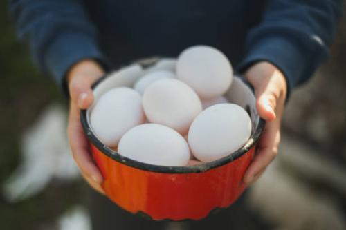 Organic farm eggs