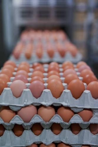 Shot of packed chicken eggs moving out of a machine inside of a factory